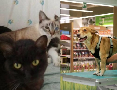 Coop Alleanza 3.0: dalla parte degli animali abbandonati